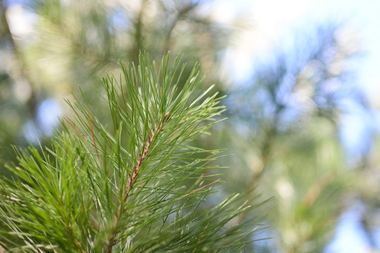 Pinus Radiata ForestrySA
