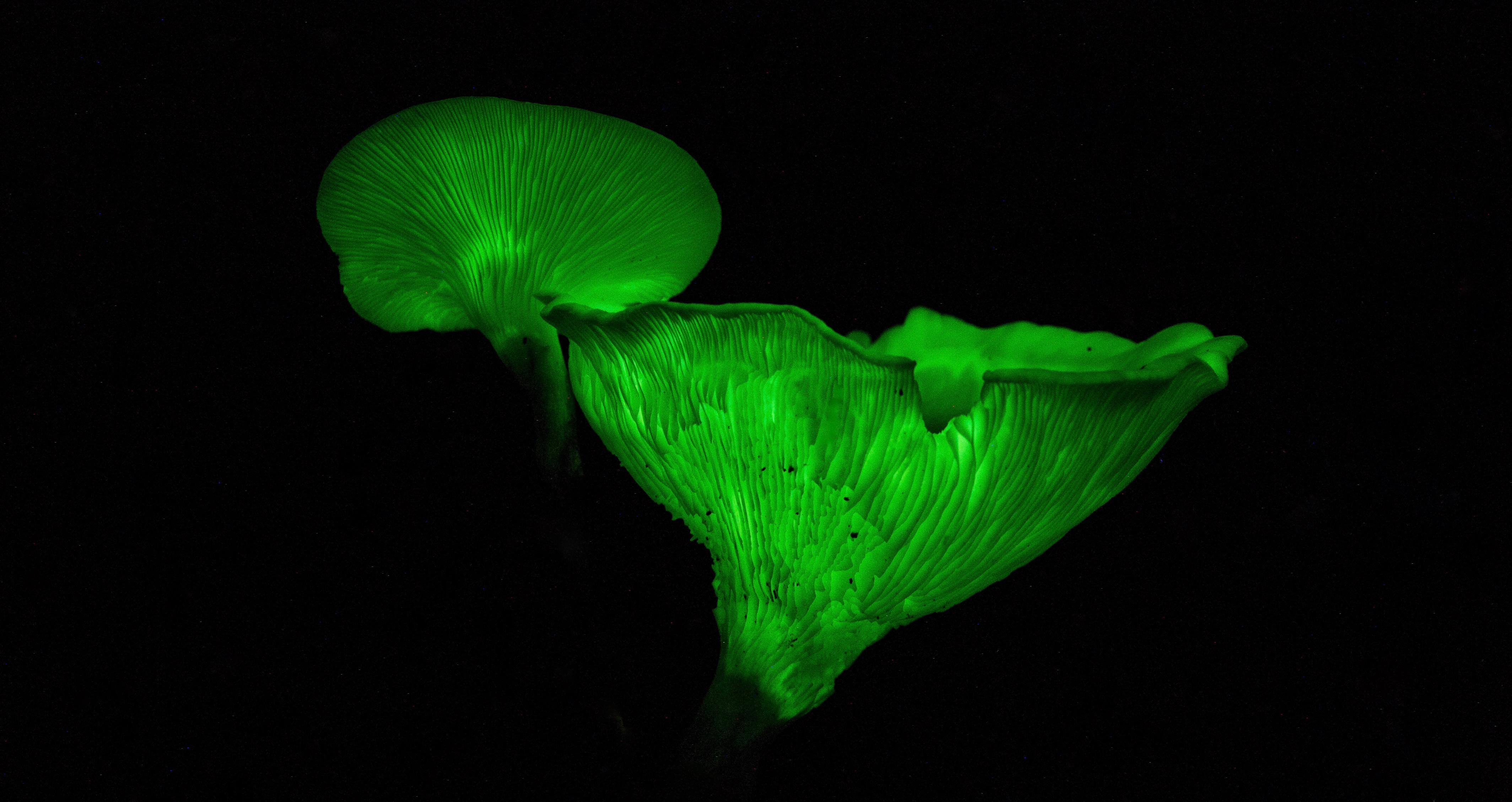 Гнилушки источник света. Болотные гнилушки. Светящиеся грибы. Люминесцентные грибы. Грибы светящиеся в темноте.