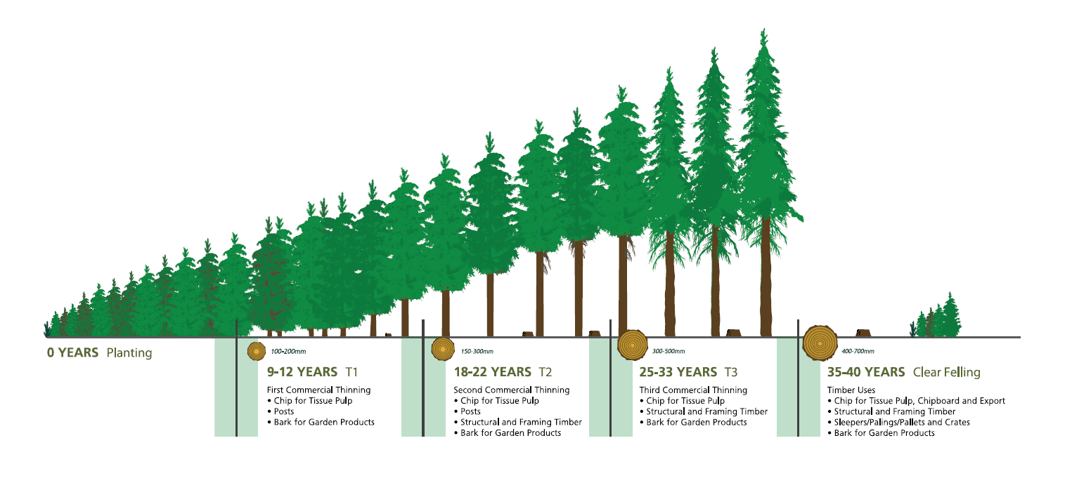 Life of a pine tree ForestrySA
